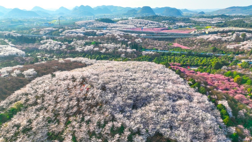 貴陽清鎮市紅楓湖的花海。