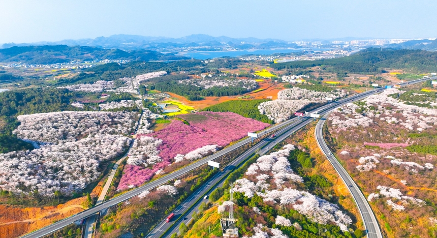 貴陽清鎮市紅楓湖畔的櫻花爛漫。