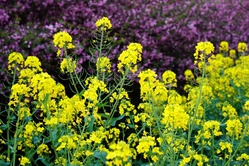 金色的油菜花。