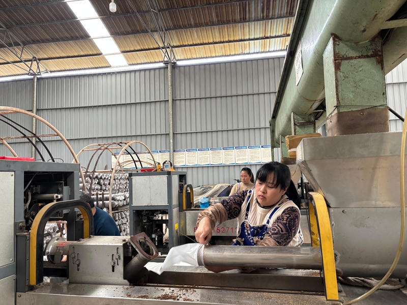 圖為:務工村民正在為菌棒套袋