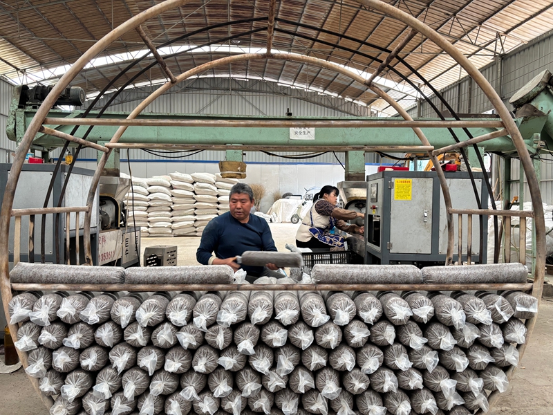 圖為:務工村民正在依次擺放菌棒