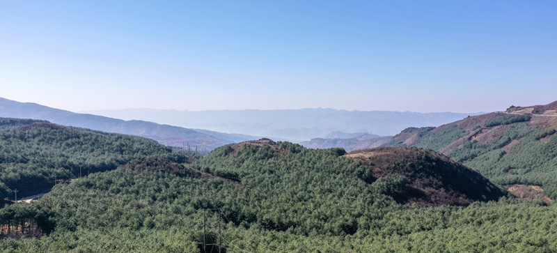 赫章縣珠市鄉(xiāng)林下天麻基地林場。謝永奇攝