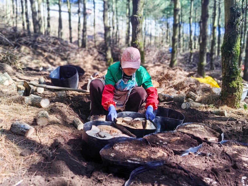 天麻種植現(xiàn)場。謝永奇攝