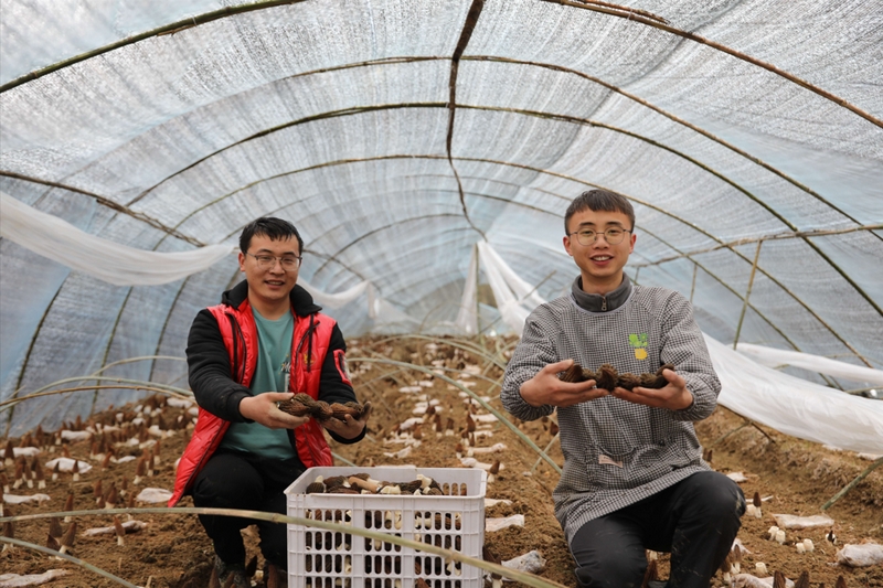 代浪(右)與工人采收羊肚菌。遵義市委宣傳供圖