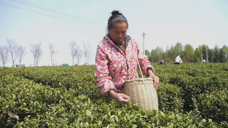 4月1日,松桃苗族自治縣普覺(jué)鎮(zhèn)萬(wàn)畝茶園村民正在采明前茶。任濤攝