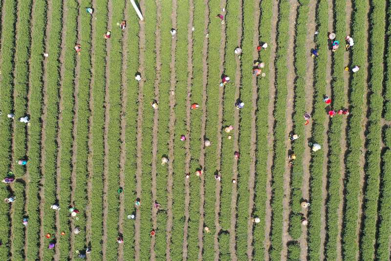 4月1日,松桃苗族自治縣普覺(jué)鎮(zhèn)萬(wàn)畝茶園村民正在采明前茶。任濤攝