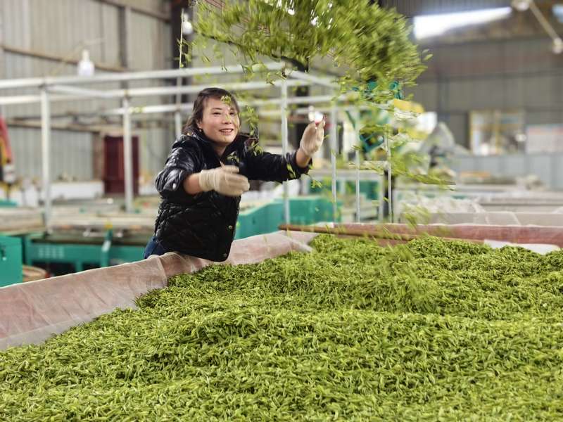 4月1日,松桃一誠(chéng)茶業(yè)有限公司制茶車(chē)間負(fù)責(zé)人楊萍正在攤茶。任濤攝