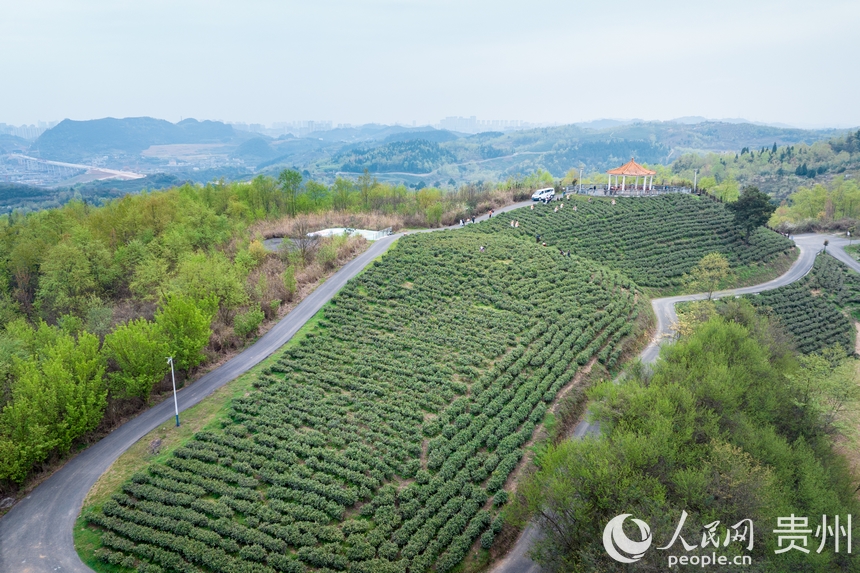 航拍神鵲茶場。人民網記者 涂敏攝