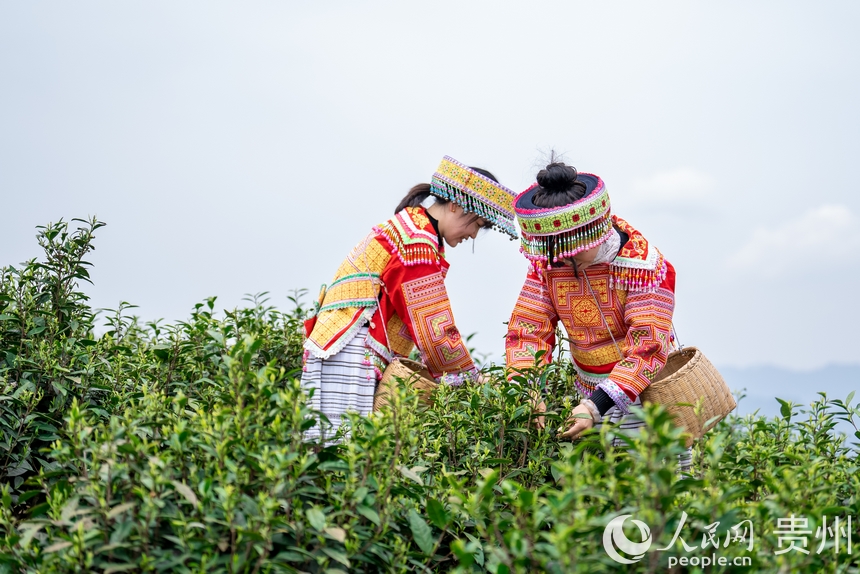 神鵲茶場內,采茶女在采摘新茶。人民網記者 涂敏攝