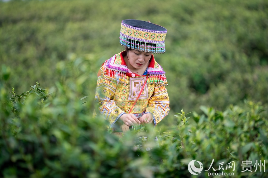 神鵲茶場內(nèi),采茶女在采摘新茶。人民網(wǎng)記者 涂敏攝