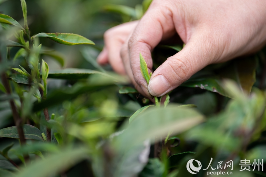 神鵲茶場內,采茶女在采摘新茶。人民網記者 涂敏攝