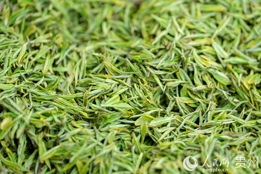 活動現(xiàn)場等待炒制的茶芽。人民網(wǎng)記者 涂敏攝