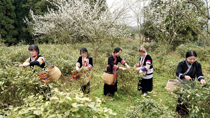 春茶開采，野生生態茶成新寵。