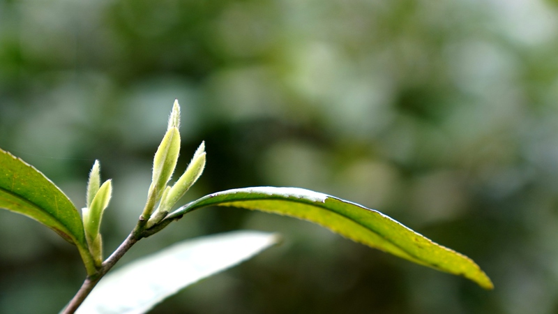 春茶開采，野生生態茶成新寵。