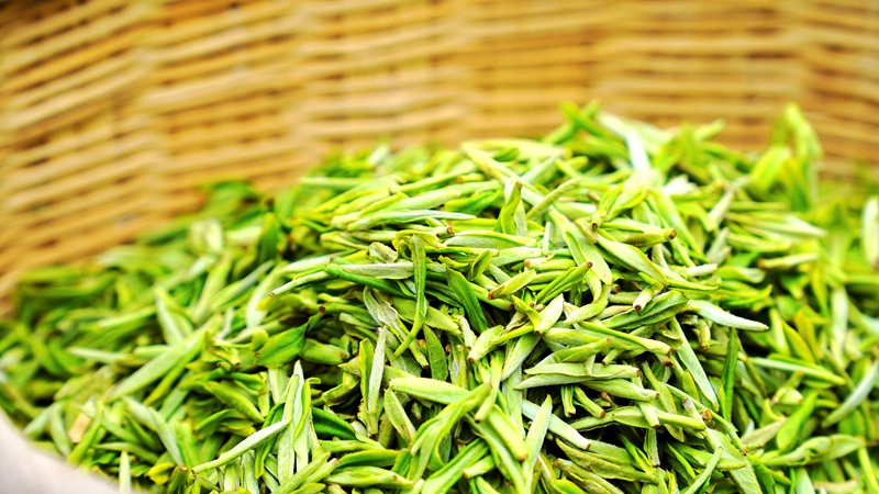 春茶開采，野生生態茶成新寵。