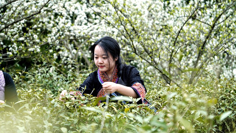 春茶開采，野生生態茶成新寵。