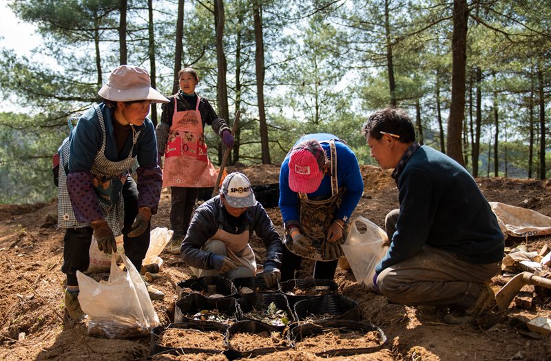 赫章縣安樂溪鄉碗廠村村民林下種植仿野生天麻。李學友攝