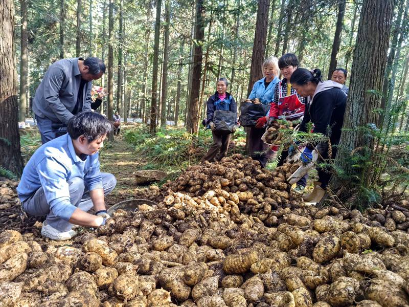 平山林場天麻種植基地工人分揀天麻。閔罡攝