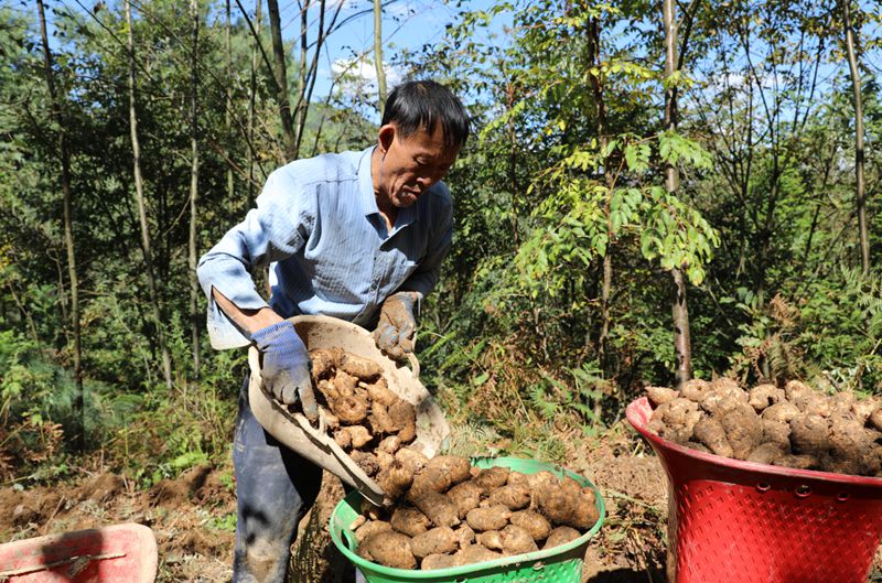 安樂溪鄉小河村村民在采收天麻。羅靜漪攝