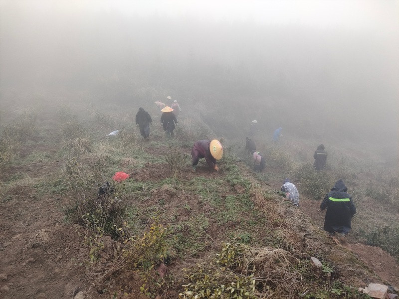 群眾正搶抓時令種植油茶。