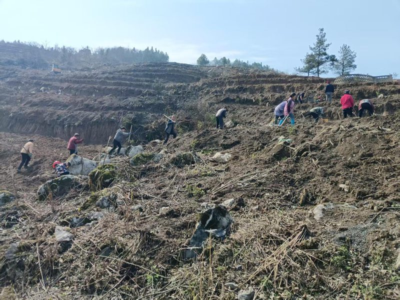 群眾正在搶時間種植油茶。