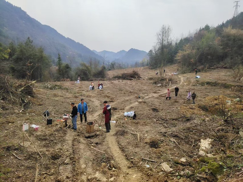 花橋鎮(zhèn)長安營村油茶基地建設(shè)如火如荼。