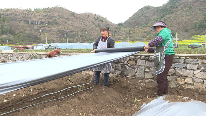 2 圖為村民忙著覆膜。