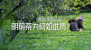 明前茶為何如此貴