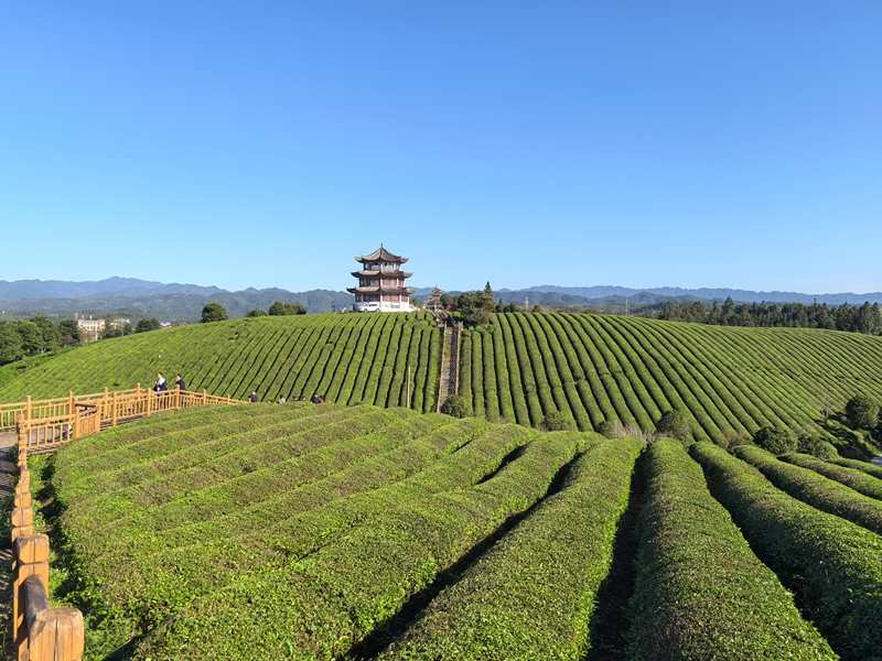 圖為游客在黎平縣高屯街道萬(wàn)畝茶園觀光（曹楊軍 攝）