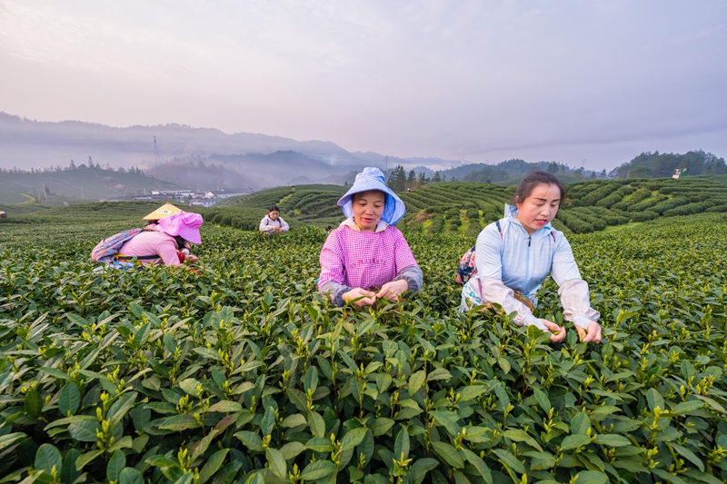 圖為黎平縣德鳳鎮(zhèn)黎平寨村大坪茶廠采茶女工在采摘春茶。（李必祥 攝）