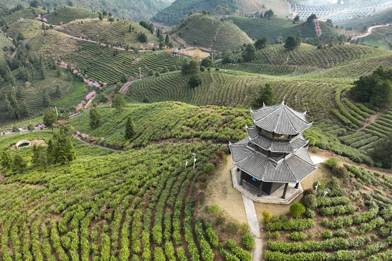 圖為丹寨縣龍泉鎮(zhèn)馬寨村茶園春景。（楊武魁 攝）