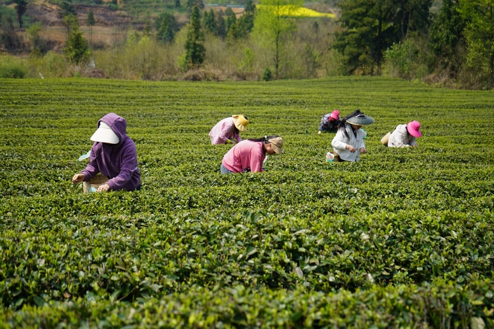 雙手采茶比賽現場 吳艷禹 攝 (2).jpg