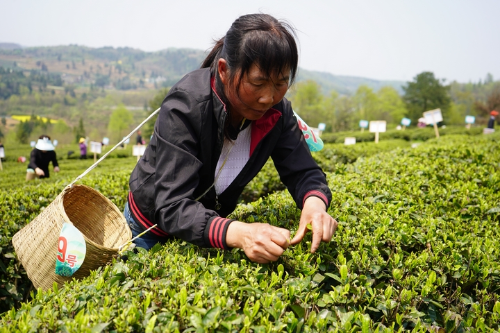 參賽選手正在采摘茶青 黃源匯 攝 (3).jpg