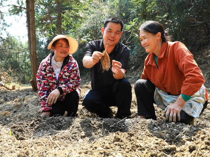 貴州苗云瑞鶴中藥材產業發展有限公司總經理楊勝武（中）在給柳寨村村民做技術指導。楊潔茹 攝.jpg