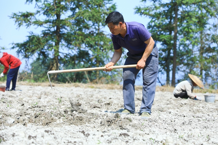 柳寨村村民楊仕能正在威靈仙種植基地挖土打窩。楊潔茹 攝.jpg