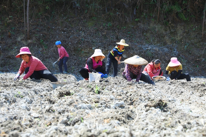 柳寨村村民正在種植威靈仙。楊潔茹 攝（1）.jpg