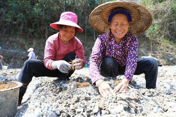 柳寨村村民正在種植威靈仙。楊潔茹 攝（2）.jpg