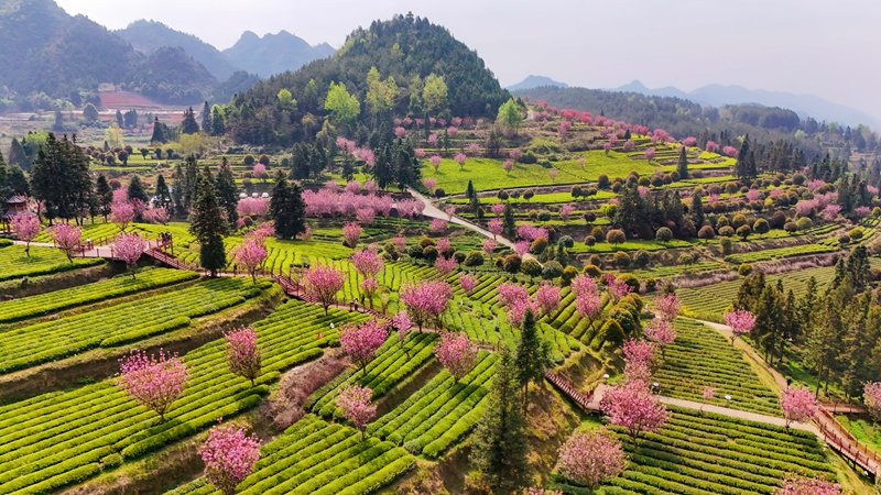 印江自治縣新寨省級生態(tài)茶葉示范園區(qū)萬畝茶海櫻花競相綻放。王東 攝 