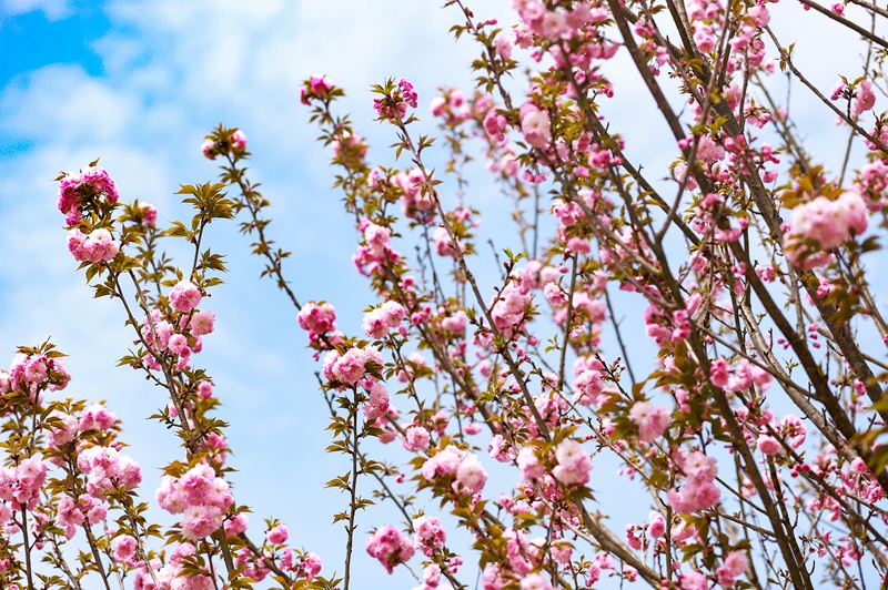 櫻花盛開。