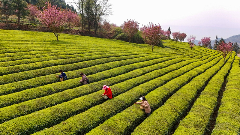 茶農(nóng)正在采茶。