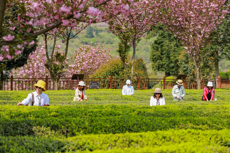 游客正在體驗采摘春茶。