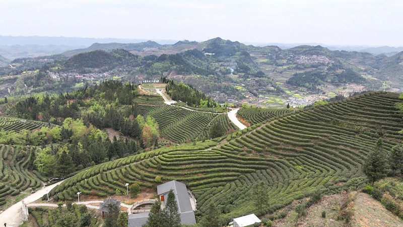 1 圖為鎮寧江龍鎮滿山的茶園