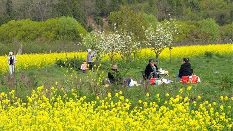 游客們駐足于油菜花田。