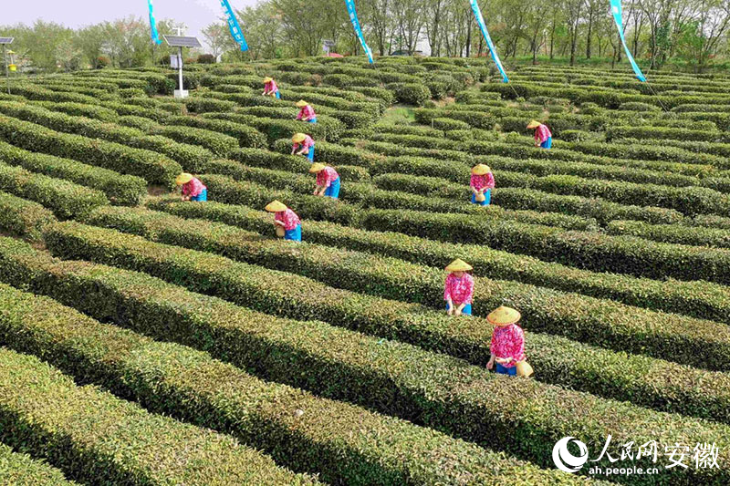 徽茶開采。人民網記者 陳若天攝
