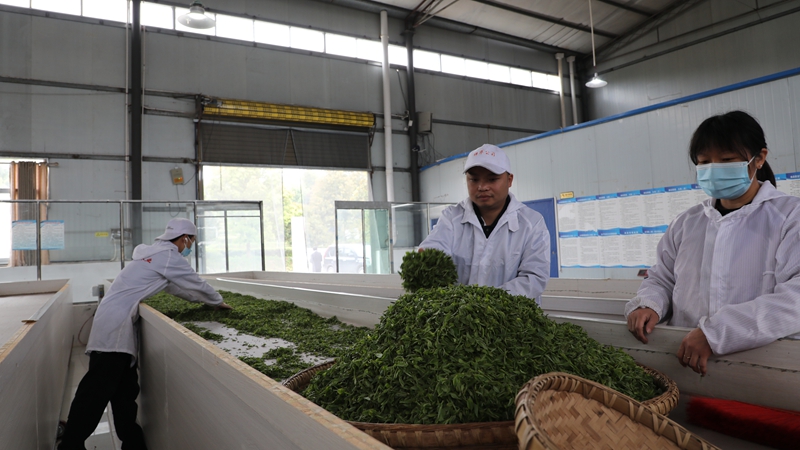 貴州祥華生態茶業有限公司生產車間。