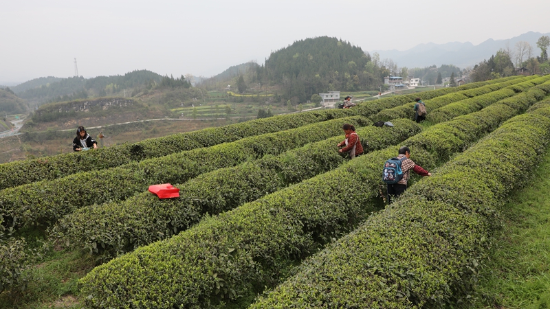 石阡縣龍塘鎮國家現代農業產業園春茶采摘。