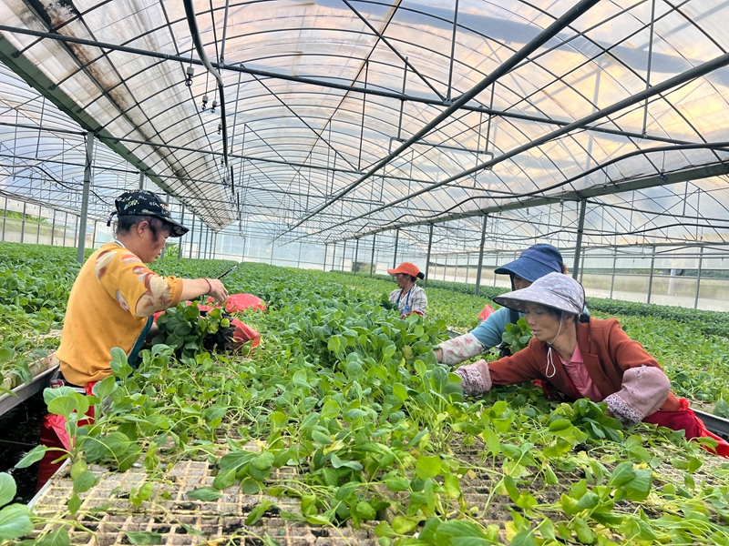 2附近的村民在大棚里忙碌地移苗。