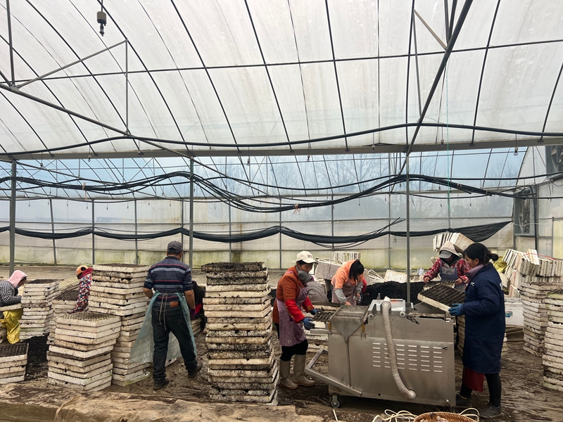 3機器播種現場（施分右邊黑色衣服）。