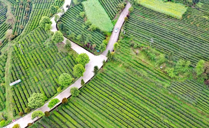 貴州石阡:43.6萬畝茶園進入春季采收旺季