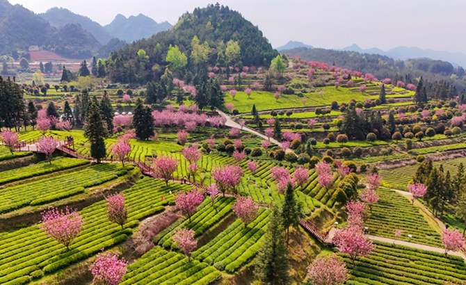 印江:茶海櫻花綻放春日美景 賞花制茶趣味無窮